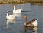 Three ducks swimming in the pond