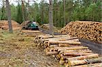 Tractor works in forest with lumbers, first part of timber business