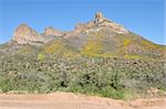 Desert hills covered in saguaro cactus and spring wildflowers, Apache Trail, northeast of Phoenix, Arizona