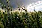 Prairie Wheat Field