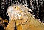 face and head of an adult female Iguana iguana