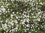 Blooming magnolia tree. White colored flowers. Background.