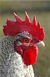 farmyard rooster head profile