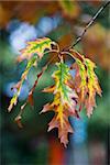 Autumn Leafs