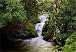 Rushing river through narrow gap in wooden area