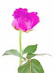 purple rose on white