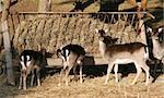 Group of deers eating at a haybox in the forest