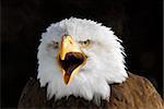Photo en gros plan d'un aigle à tête blanche américaine