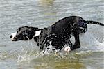 A Great Dane puppy is running in the water