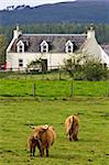 A herd of highland cattle in a scottish farm