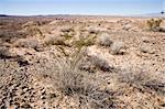 Desert zone in Valley of fire near Overton, Lake Mead, Nevada, USA