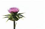 Scotland symbol - a thistle isolated on a over white background