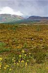 A view of Glenmore Forest Park, Scotland