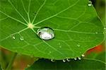Big brilliant drop on a leaf with proveins
