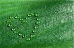 Water drops on a leaf disposed in a hearth shape. Conceptual picture