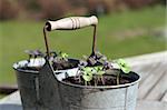 Young plants of a red and green basil in a bucket