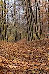 photo of fall alley, focus is set in foreground