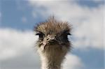 Ostrich looking directly into the camera