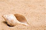 A conch shell in the sand at the beach.