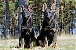 two Germany sheep-dog black puppies sitting on the grass