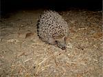 Hedgehog on a background of the ground and leaves