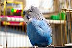 The Blue wavy parrot sits in open hutch.