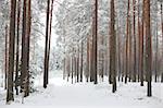 Typical scene of North Europe winter - road goes through snowy forest