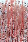 Abstract blood, blood background, pattern