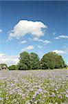 Idillyc rural scene with violet flowers and fantastic cloudscape