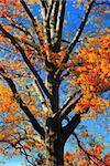 Bright orange colored leaves during the fall season