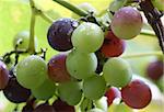 the grape colourful close-up image