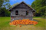 Freshly harvested pumpkins ready for harvest sale and halloweeen
