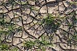 Young plants in the dry cracked desert