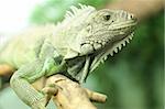 Chameleon sits on branch. Close up