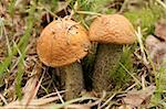 Two autumn mushrooms - orange cap boletes