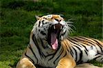 Yawning tiger