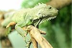 Chameleon sits on branch. Close up