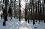 White winter forest scene with sun.