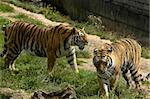 deux tigres