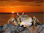 Ghost crab (Ocypode spp.) on coastal rocks against a red sunset, Mozambique