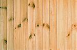 planks with gnarl of wooden wall texture