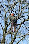 lumber worker climbing through tree branches