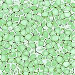 biology texture background (green leaf)