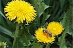 The bee gathering pollen on the yellow dandelion