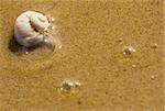 Small white sea shell on a sand