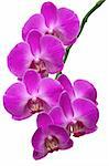 Beautiful tropical orchids