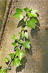 A photography of a climbing green ivy