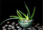 Green light curative plant aloe - vera