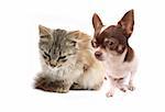 chihuahua and her friend on the white background