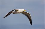 the strong flight of a kelp gull